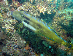 Meuschenia trachylepis