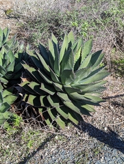 Agave shawii