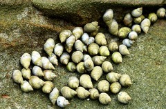 Echinolittorina aspera