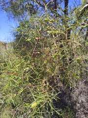 Hakea trifurcata