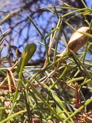 Hakea trifurcata