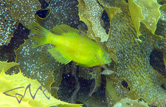 Heteroscarus acroptilus