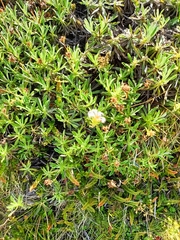 Celmisia angustifolia