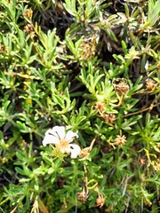 Celmisia angustifolia