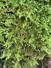 Claopodium