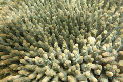 Acropora millepora