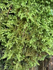 Claopodium