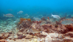 Acanthopagrus australis