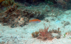 Stethojulis interrupta