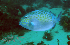 Anoplocapros inermis