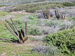 Bergerocactus emoryi
