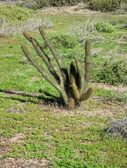 Bergerocactus emoryi