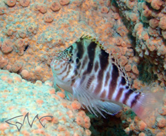 Cirrhitichthys aprinus