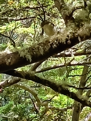 Petroica macrocephala macrocephala