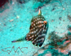 Brachaluteres jacksonianus