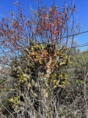 Tylecodon paniculatus