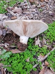 Clitocybe brunneocephala