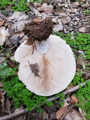 Clitocybe brunneocephala
