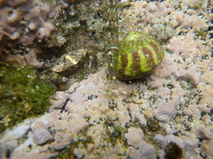 Steromphala umbilicalis