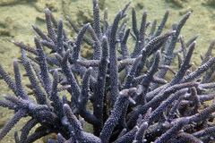 Acropora muricata