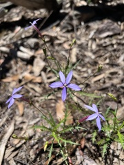Lithotoma axillaris