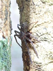 Heteropoda jugulans
