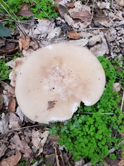 Clitocybe brunneocephala