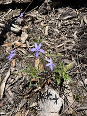 Lithotoma axillaris