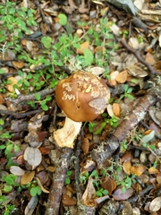 Cortinarius epiphaeus