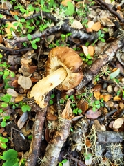 Cortinarius epiphaeus