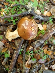 Cortinarius epiphaeus