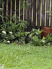 Ixobrychus flavicollis