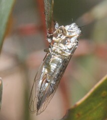 Cicadettini