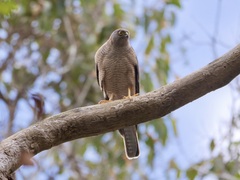 Accipiter cirrocephalus