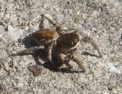 Habronattus pyrrithrix