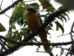 Cossypha niveicapilla