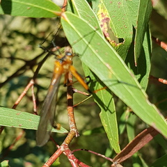 Bittacidae