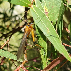 Bittacidae