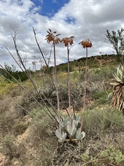Cotyledon orbiculata spuria