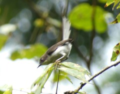 Apalis rufogularis