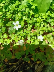 Oxalis magellanica