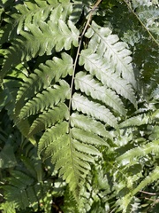 Diplazium taiwanense