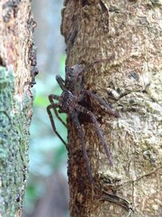 Heteropoda jugulans