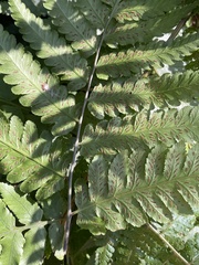 Diplazium taiwanense