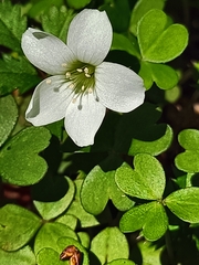 Oxalis magellanica