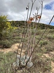 Cotyledon orbiculata spuria
