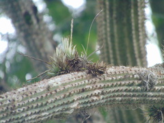 Tillandsia loliacea