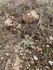 Dudleya abramsii setchellii
