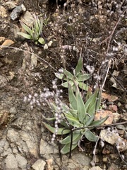Dudleya abramsii setchellii