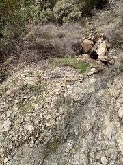 Dudleya abramsii setchellii